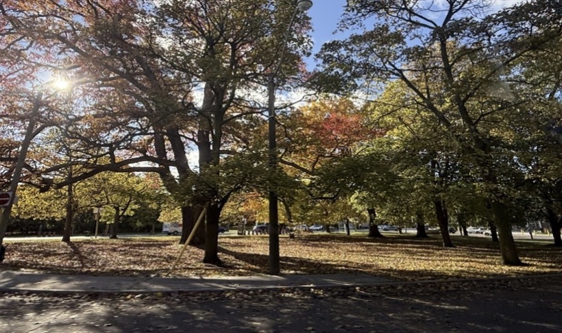 Vườn lá phong những ngày cuối cùng trước khi chuyển sang mùa đông Canada.